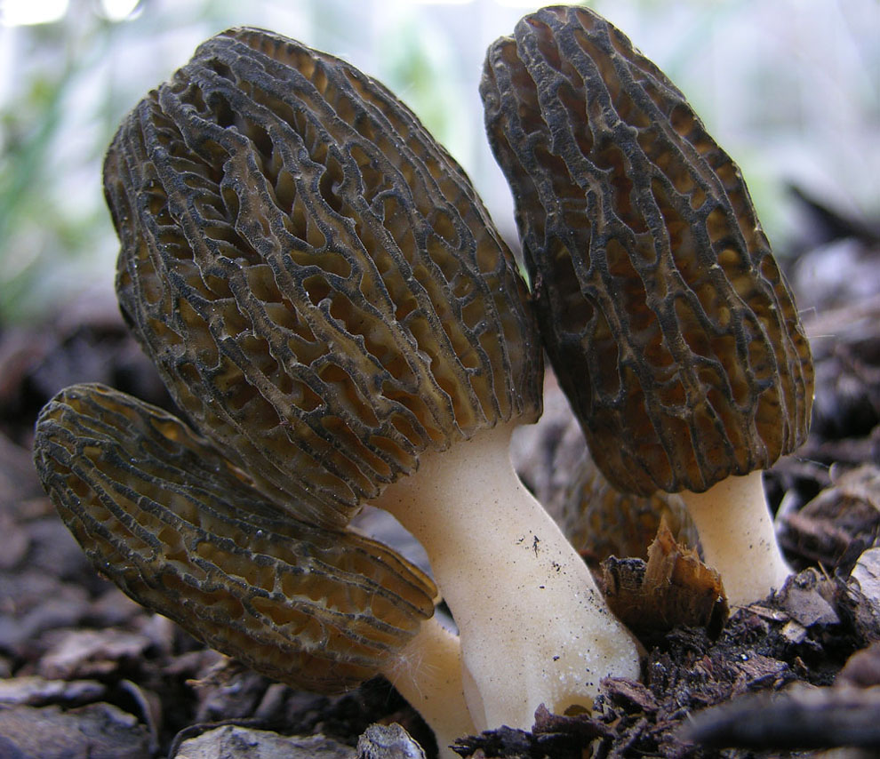 Morchella conica var.costata.